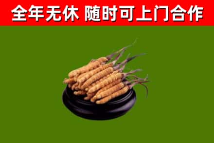 阳新烟酒回收冬虫夏草.jpg